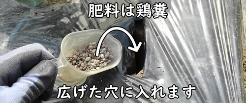 白菜の肥料のやり方(ミニ白菜、ハクサイの追肥の仕方)