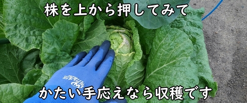 白菜の収穫時期を確認する(白菜の結球部分がかたければ、収穫時期です)