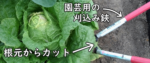 白菜の収穫作業(ミニ白菜・ハクサイの収穫方法は株ごとです)