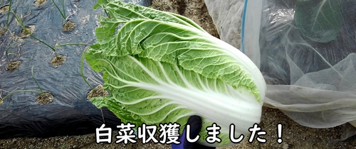収獲した白菜(ミニ白菜、ハクサイ)