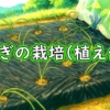 玉ねぎの植え付け（タマネギ・玉葱の植え時期は11月上旬頃が適期）