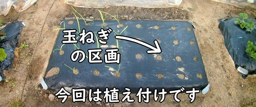 玉ねぎ(タマネギ・玉葱)の栽培区画
