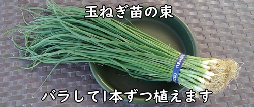 玉ねぎ(タマネギ・玉葱)の苗