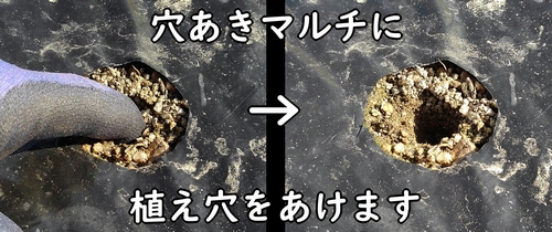 玉ねぎ(タマネギ・玉葱)の植え付けに必要な穴をあける