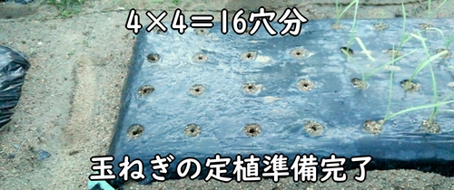 玉ねぎ(タマネギ・玉葱)の植え付け準備完了