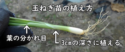 玉ねぎの苗の植え方(タマネギ・玉葱の植え付け方)