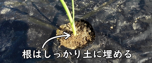 玉ねぎ(タマネギ・玉葱)は浅植えで植え付ける