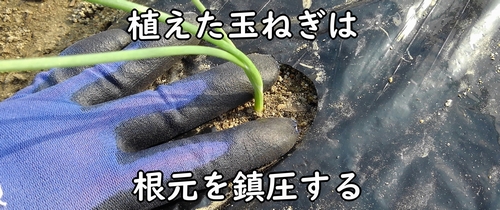 玉ねぎ(タマネギ・玉葱)の根元を鎮圧する
