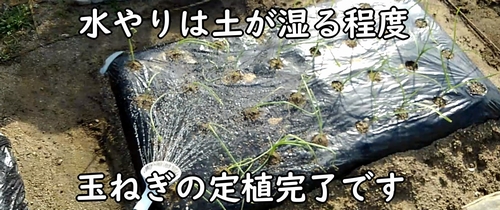 植え付け後の玉ねぎ(タマネギ・玉葱)には水やりをする