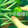 芽キャベツの収穫（芽キャベツの収穫方法）