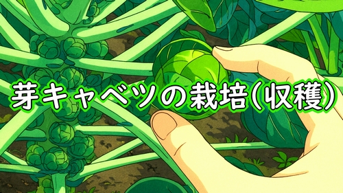 芽キャベツの収穫(芽キャベツの収穫方法)