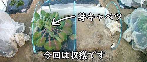 収穫時期になった芽キャベツ(苗から育ててきた芽キャベツ)