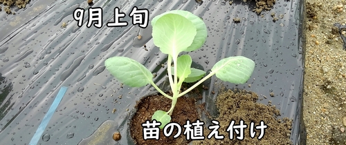 芽キャベツの苗の植え付けは9月上旬頃
