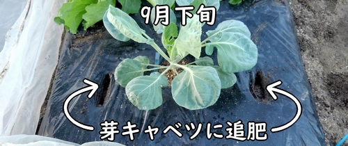 芽キャベツの追肥(芽キャベツに追加の肥料を補う)