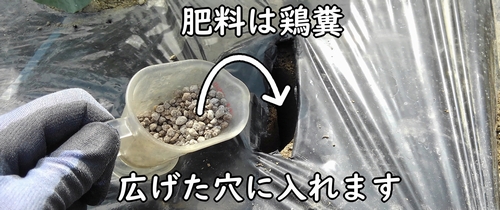 芽キャベツの肥料のやり方(芽キャベツの追肥の仕方)