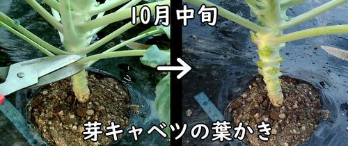 芽キャベツの葉かき(芽キャベツの摘葉・下葉かきのやり方)