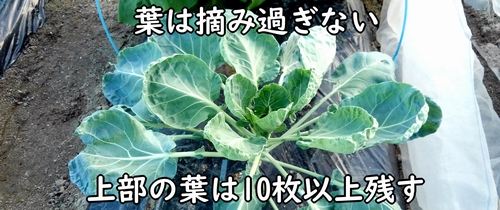 葉かきをすると、芽キャベツの脇芽(芽球)の成長が促進される