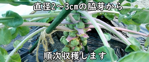 芽キャベツの大きさが2~3cmになったら収穫時期です