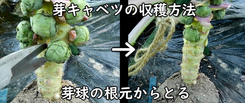 芽キャベツの収穫の仕方(芽キャベツの脇芽の収穫方法)