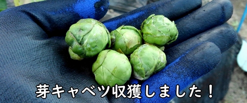 収穫した芽キャベツ(芽キャベツの脇芽は、付け根から収獲する)