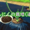 にんにく(大蒜・ニンニク)の追肥(にんにくに有機肥料を追肥)