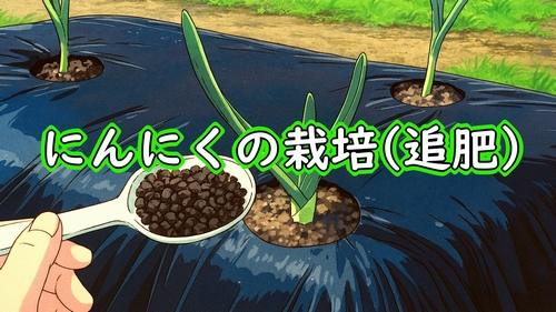 にんにく(大蒜・ニンニク)の追肥(にんにくに有機肥料を追肥)
