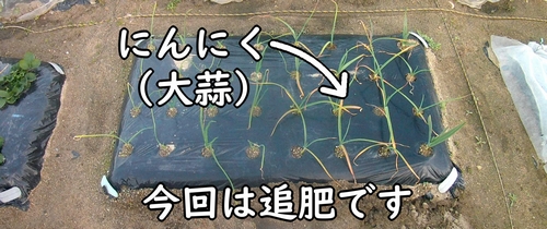 追肥時期になったニンニク(大蒜・にんにくの1回目の追肥)