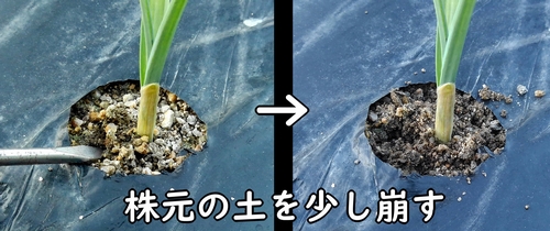 にんにくに追肥しやすいよう、土を崩す