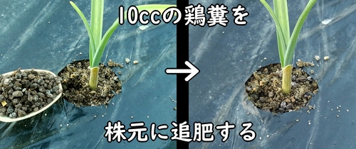 にんにく(大蒜・ニンニク)の追肥方法