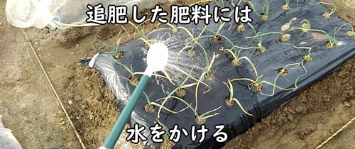 追肥した鶏糞に水をかける