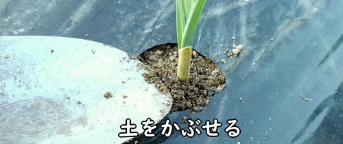 土をかぶせる