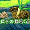 玉ねぎの追肥（タマネギ・玉葱の追肥タイミングは、1回目が12月頃）