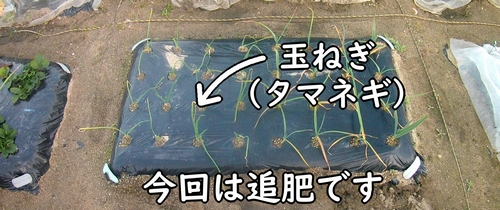 追肥時期になった玉ねぎ（タマネギ・玉葱の1回目の追肥）