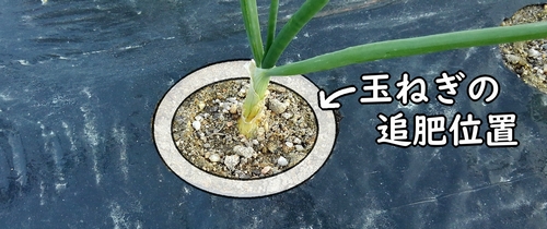 玉ねぎの追肥位置（タマネギ・玉葱は株元に追肥する）