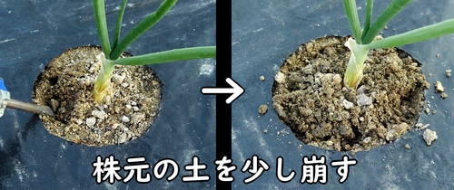 玉ねぎ（タマネギ・玉葱）に追肥しやすいよう、土を崩す