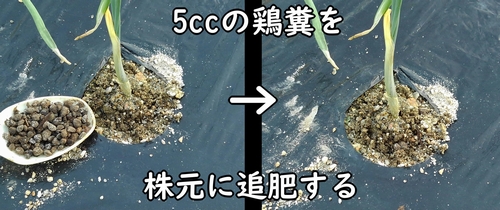 玉ねぎ（タマネギ・玉葱）の追肥方法