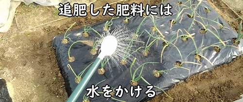 追肥した鶏糞に水をかける