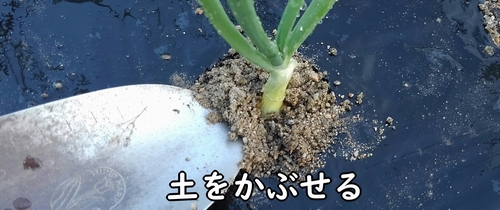 土をかぶせる