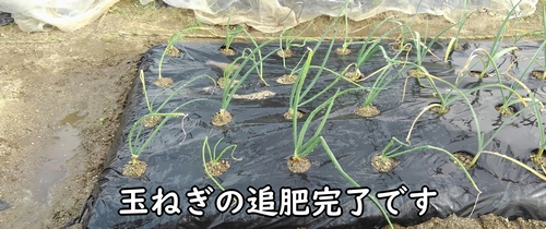 玉ねぎ（タマネギ・玉葱）の追肥完了です