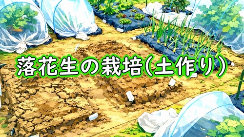 落花生(ピーナッツ)の土作り:落花生の施肥と畝立て