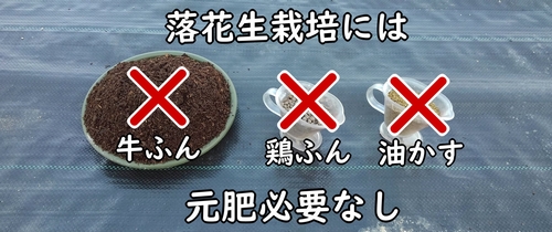 落花生(ピーナッツ)は元肥必要なし