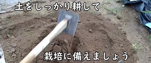 落花生(ピーナッツ)の栽培区画を耕す